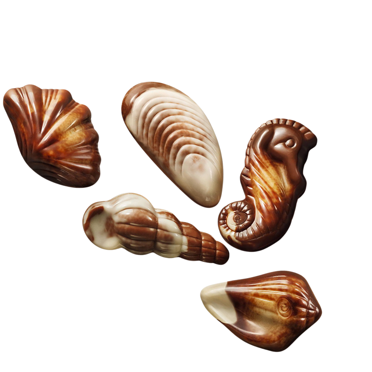 Sea Shells – Sjokoladebutikken