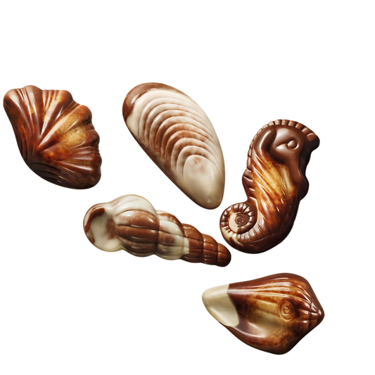 Sea Shells